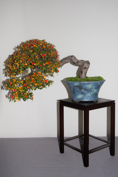 Cotoneaster.jpg
