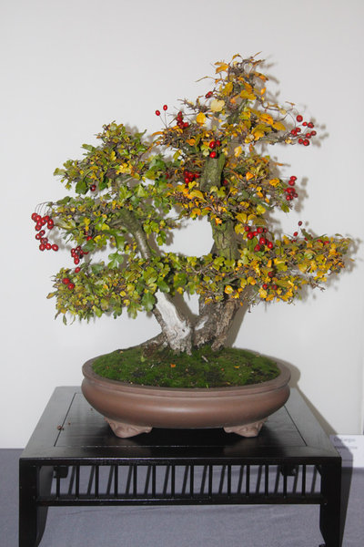 Crataegus_2.jpg