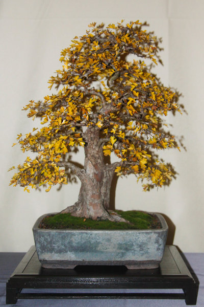 Crataegus.jpg