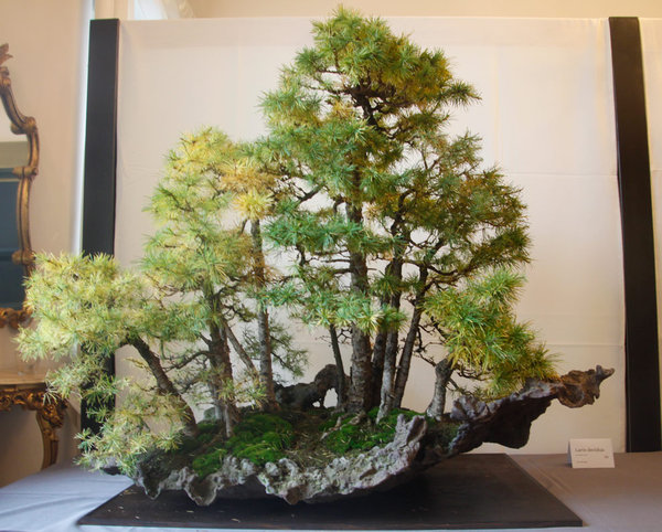 Larix.jpg