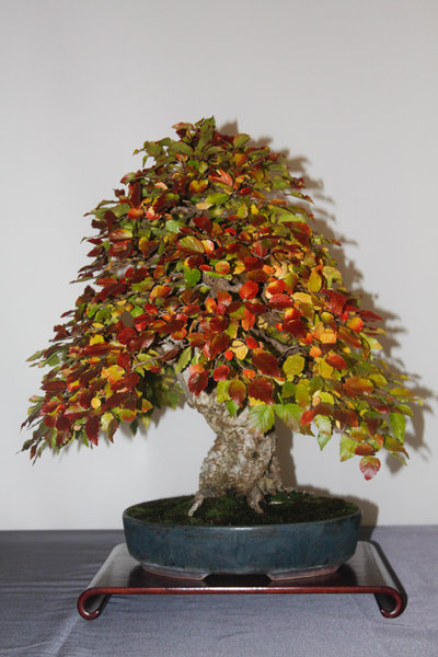Fagus_2.jpg