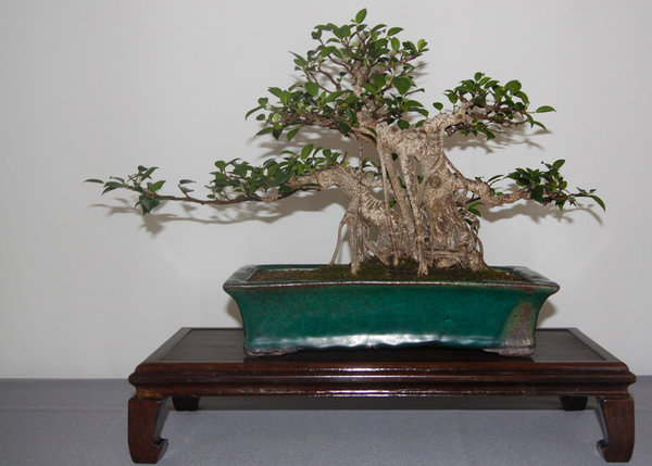 Ficus-retusa.jpg