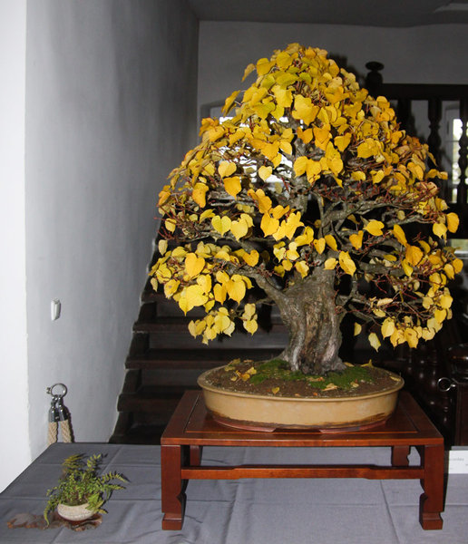 Tilia.jpg