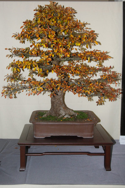 Ulmus.jpg