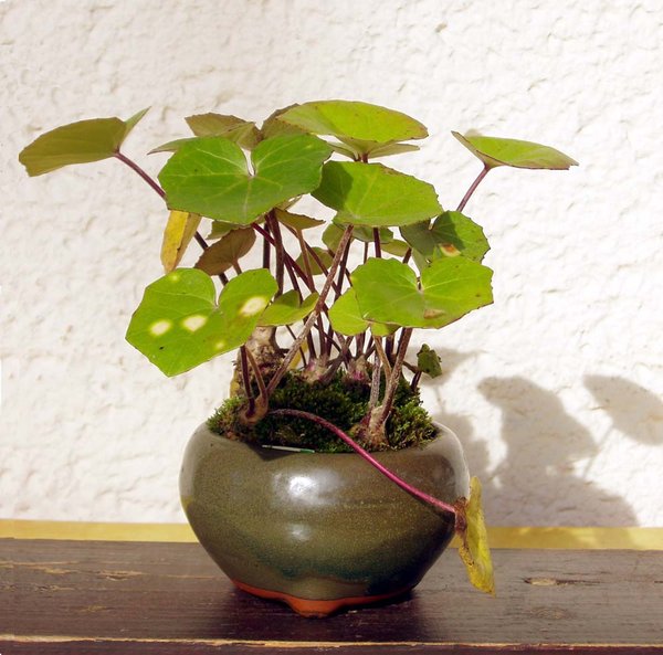 gelb getupftes Kreuzkraut Farfugium japonicum ‘Aureomaculatum’ 2