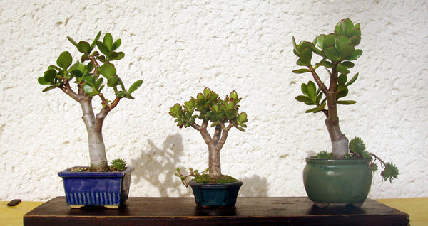 Pfennigbäume Crassula ovata