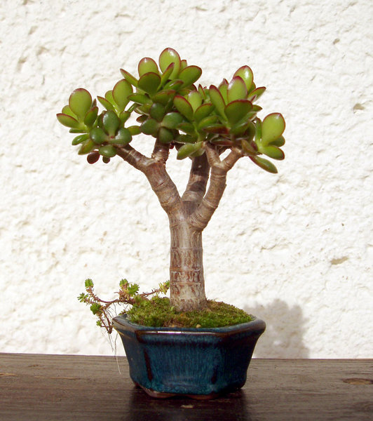 Pfennigbaum Crassula ovata minor