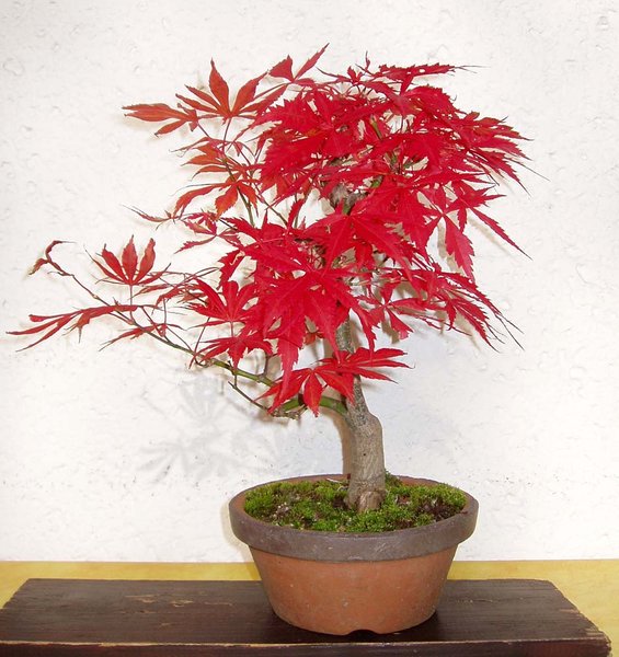 und der z. Zt. roteste Baum: A.p. 'Atropurpureum'