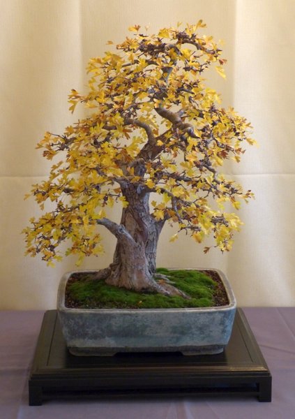 Crataegus