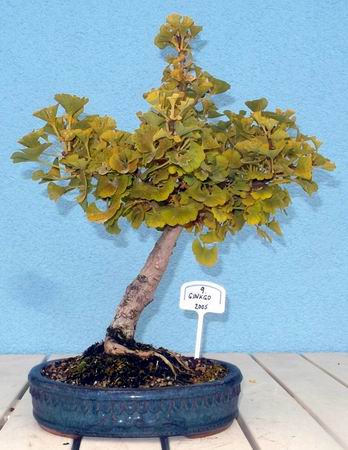 9ginkgo10-15.jpg