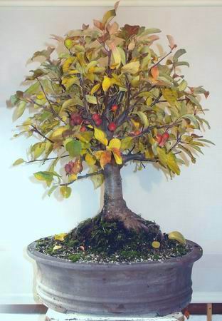 22zierapfel10-15-2.jpg