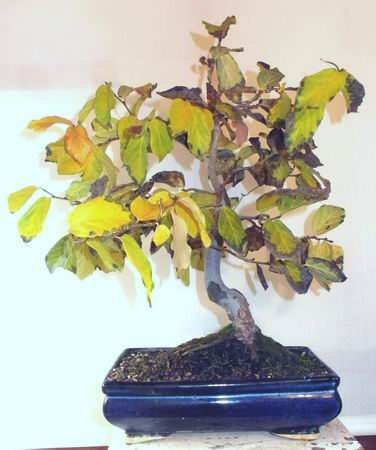 44eisenholzbaum10-15.jpg