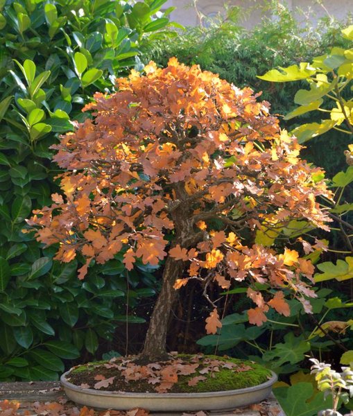26.10.15 alles Chlorophyll abgebaut, nach Triebschnitt