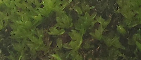 blumige, wachsendes Moos - pfui