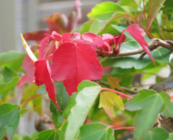So fing der Herbst an..