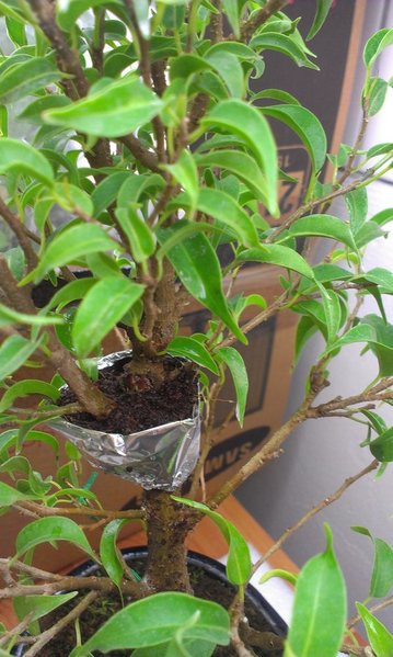 IMAG0095_1.jpg