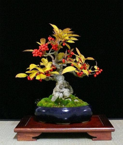 P1140755k.jpg