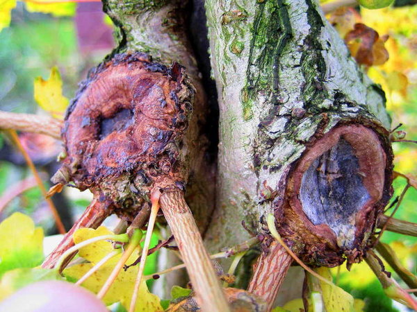 Hier die Schnittstellen im direkten Vergleich. Die rechte Wunde wurde zeitgleich beigebracht, sah aber nie Knete.