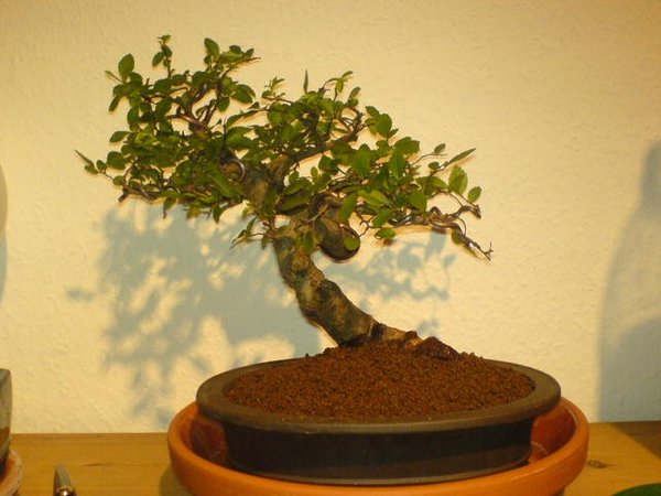 Web_Chin_Ulme_1_2007-03.jpg
