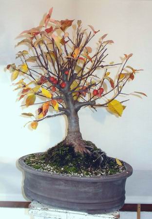 22zierapfel10-15-3.jpg