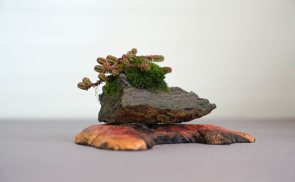 Sedum