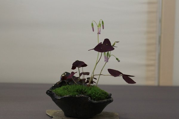 IMG_6452.JPG
