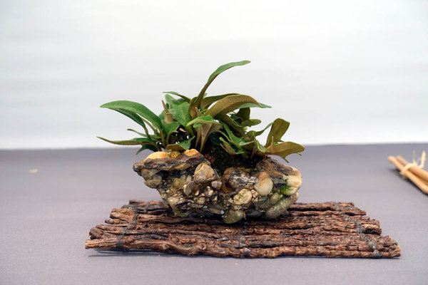 Pyrosia Farn in "Natur-Beton"