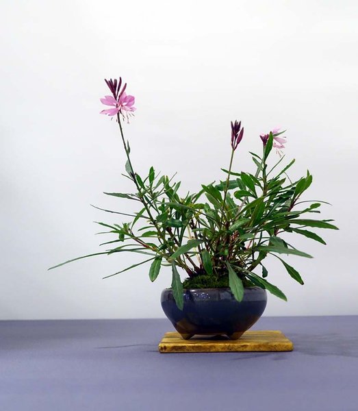Gaura lindheimeri