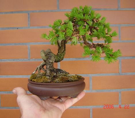 larix 1.JPG