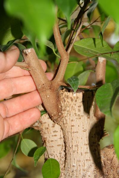 ficus1 (Copy).JPG