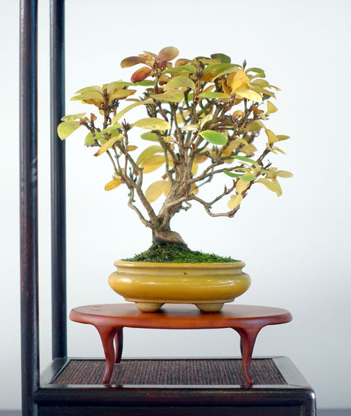 Shohin_Display02-03small.jpg