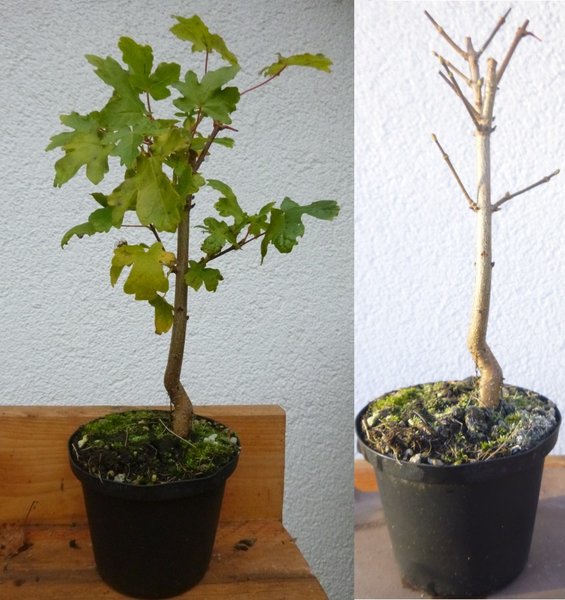 Herbst 2015 mit und ohne Belaubung: Höhe ab Topfoberkannte 18cm; Stammdurchmesser an der Basis ca. 9mm