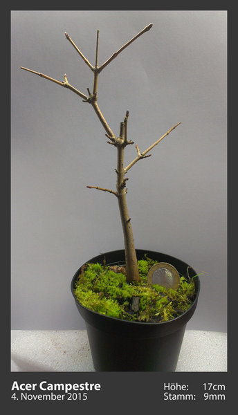 Shohin_01.jpg