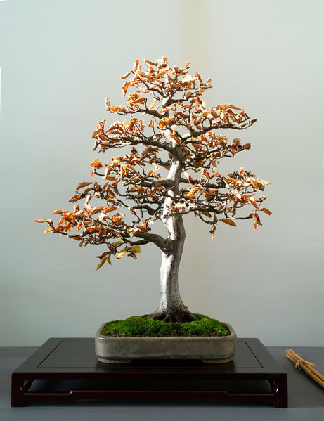 Hainbuche in "Zimt"