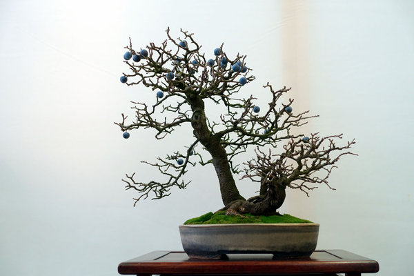 Schlehe01-02small.jpg