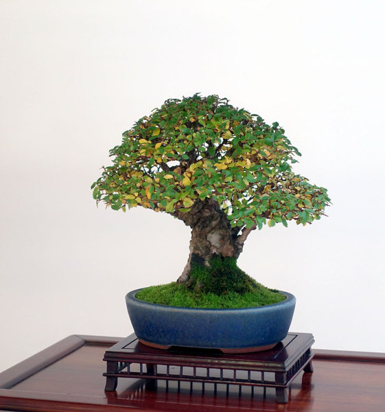 Shohin07-02small.jpg