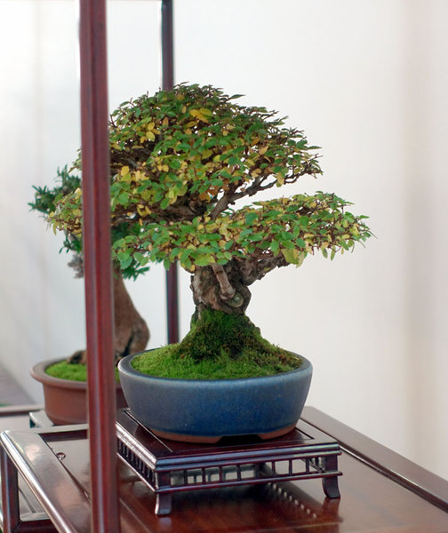 Shohin07-03small.jpg