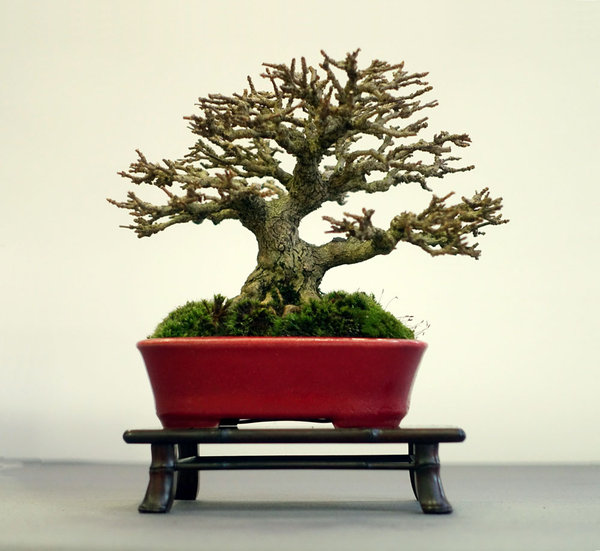 ein hervorragender Duftahorn (Premna)