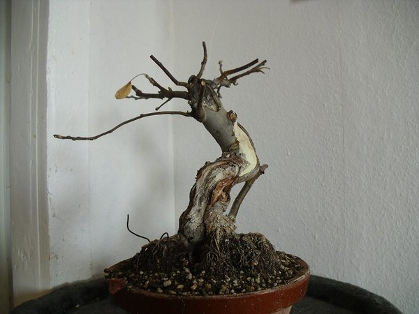 bonsai 006a.jpg