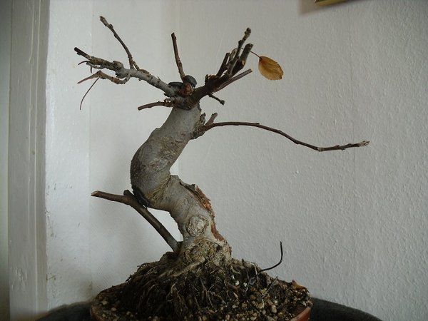 bonsai 007a.jpg