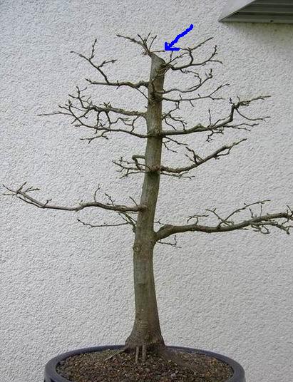 hainbuche_sp_tsommer333.JPG