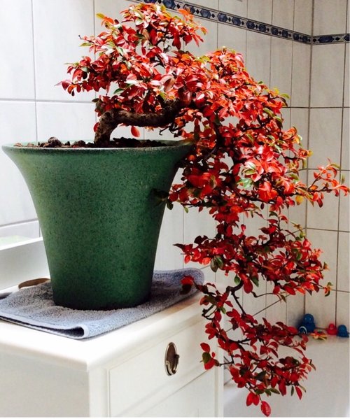 Cotoneater