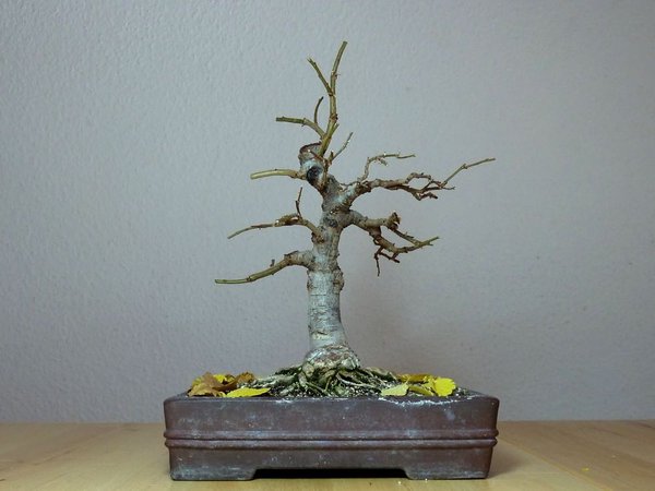 Bergulme 4.jpg