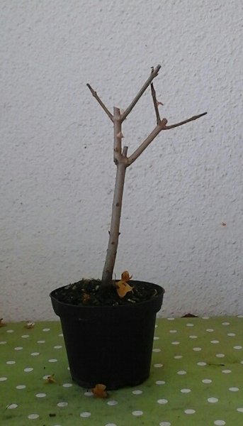 2015110813591000-1.jpg