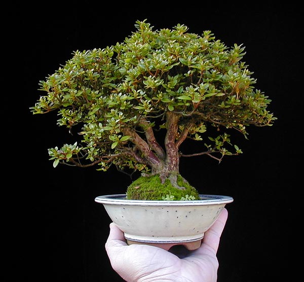 PA150028-Azalea-kiosianum-5.jpg