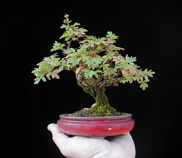PA150025-Potentilla-Shohin.jpg