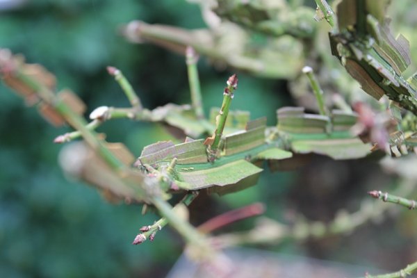 IMG_6590.JPG