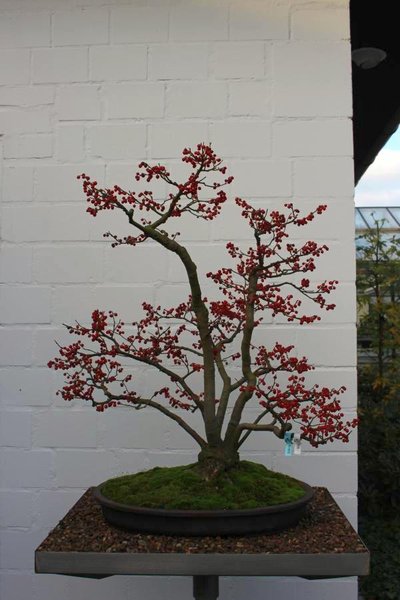 Ilex