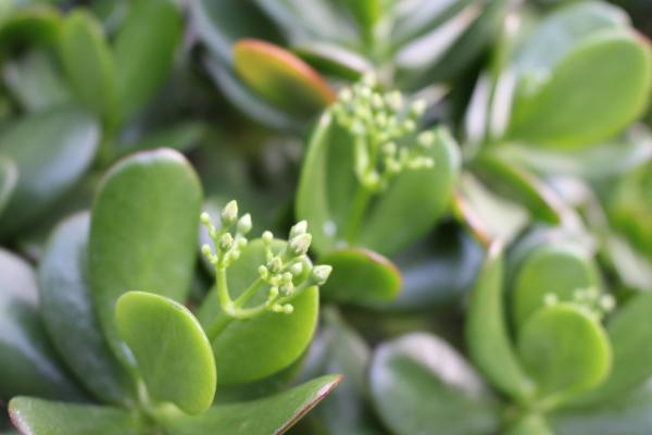 Crassula ovata Blüte