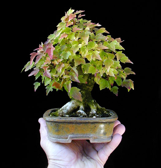 PA150017-3Spitz-Shohin.jpg